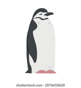 Chinstrap Penguin as Aquatic Flightless Bird with Flippers for Swimming in Standing Pose Vector Illustration