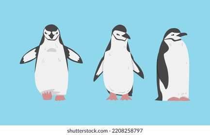 Chinstrap Penguin as Aquatic Flightless Bird with Flippers for Swimming Vector Set