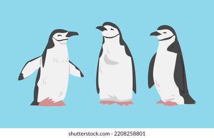 Chinstrap Penguin as Aquatic Flightless Bird with Flippers for Swimming Vector Set