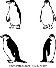 Chinstrap Penguin Vector Illustration Hand Drawn Animal Cartoon Art