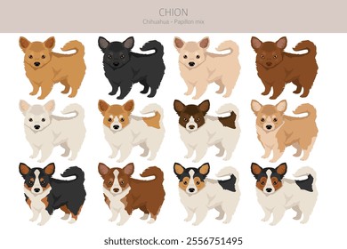 Chion clipart. Chihuahua Papillon mix. Different coat colors set.  Vector illustration