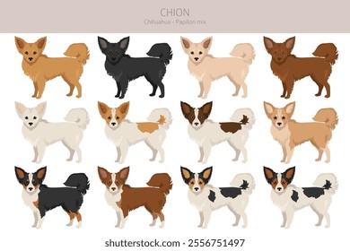 Chion clipart. Chihuahua Papillon mix. Different coat colors set.  Vector illustration