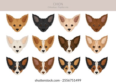 Chion clipart. Chihuahua Papillon mix. Different coat colors set.  Vector illustration