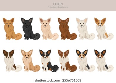 Chion clipart. Chihuahua Papillon mix. Different coat colors set.  Vector illustration