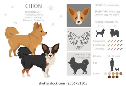 Chion clipart. Chihuahua Papillon mix. Different coat colors set.  Vector illustration