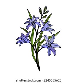 Chionodox flowers. Vector stock illustration eps10. Outline, isolate on white background. 