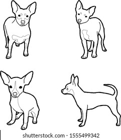 Chipin Animal Vector Illustration Hand Drawn Cartoon Art