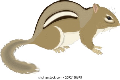 Chipmunk-Burrowing Ground Eichhörnchen Nordamerika Mammal Wildtierbiologie-Fauna-Vektorgrafik einzeln auf Weiß
