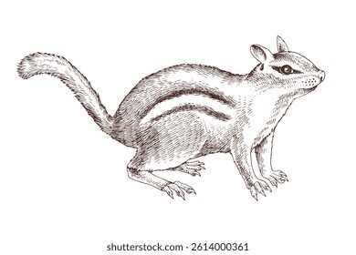 Chipmunk hand drawn vector illustration