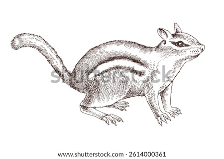 Chipmunk hand drawn vector illustration