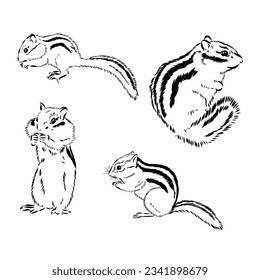 Chipmunk illustration in doodle style. Vector isolated on a white background.