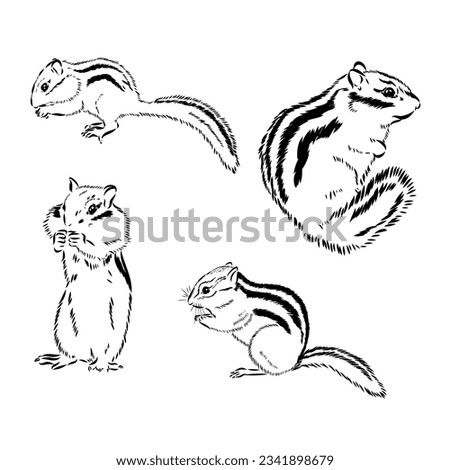 Chipmunk illustration in doodle style. Vector isolated on a white background.