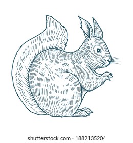 chipmunk realistic character drawn style icon vector illustration design