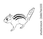 chipmunk, vector sketch, animal illustration