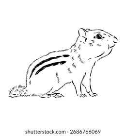 Ardilla, boceto de Vector, ilustración animal