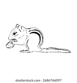 Ardilla, boceto de Vector, ilustración animal