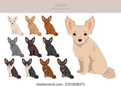 Chipoo clipart. Chihuahua Poodle mix. Different coat colors set.  Vector illustration