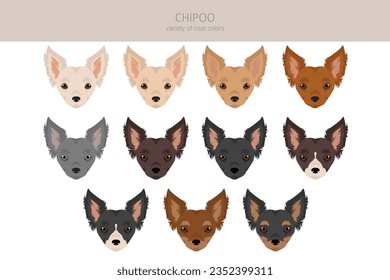 Chipoo clipart. Chihuahua Poodle mix. Different coat colors set.  Vector illustration