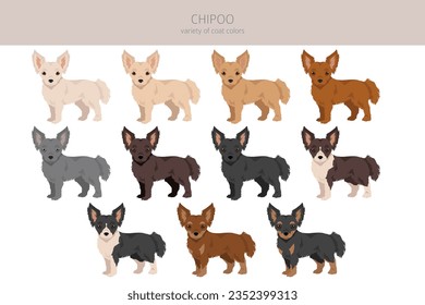 Chipoo clipart. Chihuahua Poodle mix. Different coat colors set.  Vector illustration