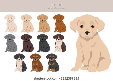 Chipoo clipart. Chihuahua Poodle mix. Different coat colors set.  Vector illustration