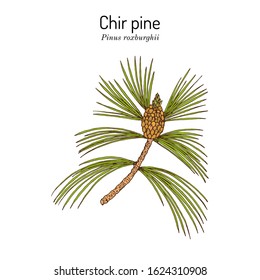 Chir pine (Pinus roxburghii), medicinal plant. Hand drawn botanical vector illustration