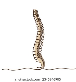 Chiropractor spine. Continuous one line drawing on white background, Simple sketch of part of skeleton. Vector illustration Colored single line art.