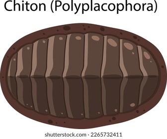 Chiton isolated rocky shore animal illustration