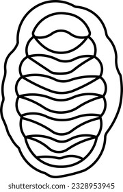 chiton mollusc marine animal calamari sea Outline