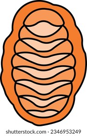 chiton mollusc marine animal calamari sea Outline