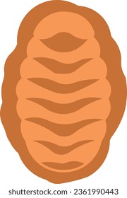 chiton mollusc marine animal calamari sea