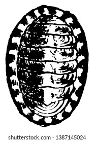 Chiton is a peculiar marine mollusk, vintage line drawing or engraving illustration.