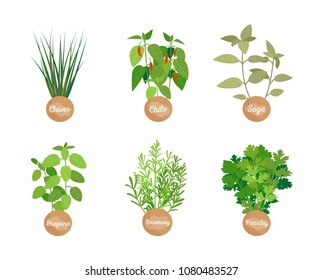 Chives chile, oregano parsley, sage and rosemary, collection of herbs, set condiments with headlines, vector illustration, seasonings isolated on white
