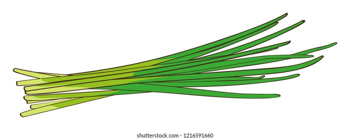 Chives, green, white background