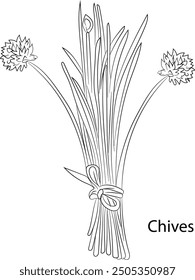 Chives Herb Garden concept, popular culinary herbs. For cosmetics, store, health care, tag label, food design, Hand drawn in thin line style