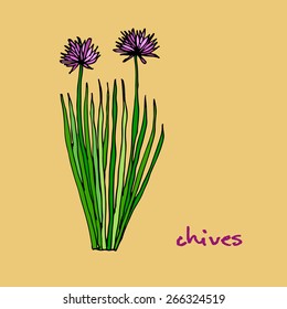 Chives herb, vector illustration 