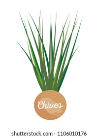 Chives label leaflet, perennial plant chive with headline, greenery for cooking and garnishing dishes, healthy seasoning isolated vector illustration