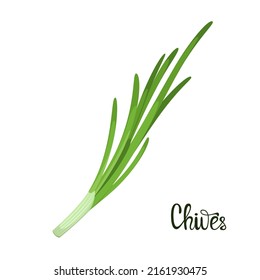 Chives on a white background. Herbs. Vector illustration. svg