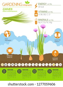Chives onion beneficial features graphic template. Gardening, farming infographic, how it grows. Flat style design. Vector illustration