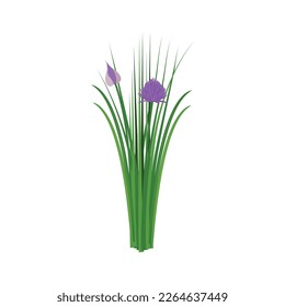 Сhives. Chives purple. Chives color vector illustration. Allium schoenoprasum or garlic chives. Isolated on a white background. For web, menu, logo, textile, icon svg