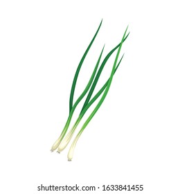 Chives Twig as Kitchen Herb for Cooking Vector Element