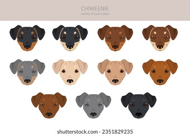 Chiweenie clipart. Chihuahua Dachshund mix. Different coat colors set.  Vector illustration