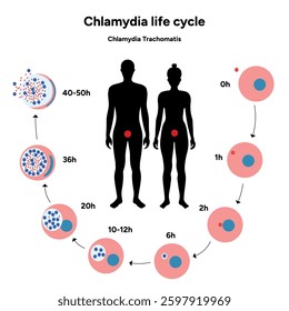 Chlamydia Trachomatis life cycle. Woman’s and man's reproductive system infections. Medical disease 