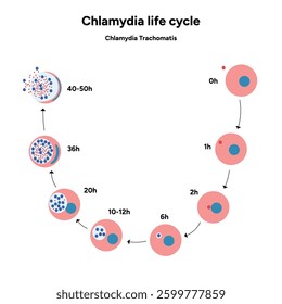 Chlamydia Trachomatis life cycle. Woman’s and man's reproductive system infections. Medical disease 