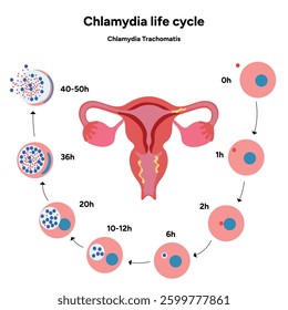 Chlamydia Trachomatis life cycle. Woman’s and man's reproductive system infections. Medical disease 