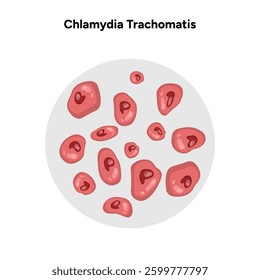 Chlamydia Trachomatis. Woman’s and man's reproductive system infections. Medical disease 