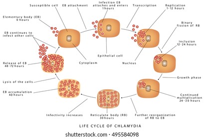 Chlamydia trachomatis D-K szerovariáns által okozott genitourethrális fertőzések.