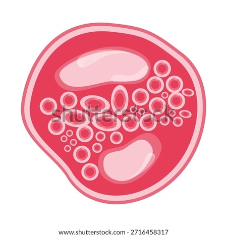 Chlamydia Trachomatis Vector Illustration. Vector illustration depicting human immune cells, including macrophages and mast cells, showcasing the biology of the immune system and monocyte types in immunology