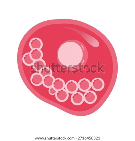Chlamydia Trachomatis Vector Illustration. Vector illustration depicting human immune cells, including macrophages and mast cells, showcasing the biology of the immune system and monocyte types in immunology