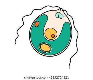 Chlamydomonas proteus science icon with nucleus, vacuole, contractile. Biology education laboratory cartoon protozoa organism. Bold bright unicellular microorganism. Vector illustration isolated on