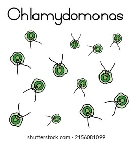 Chlamydomonas sp. is green microalgae. It has a stigma or eyespot. This microalgae plays and importance role as a model in molecular study.